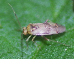 Pinalitus cervinus