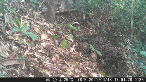 African Leopard