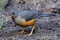 Turdus olivaceus olivaceus