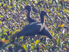 Plegadis falcinellus