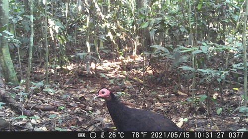 Black Guineafowl