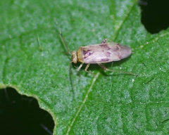 Pinalitus cervinus