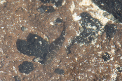 Bathygobius cocosensis