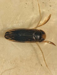 Sigara variabilis