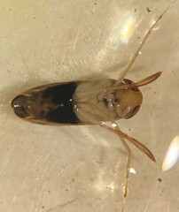 Sigara variabilis