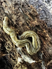 Bipalium pennsylvanicum