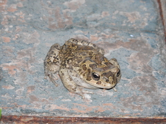 Sclerophrys mauritanica