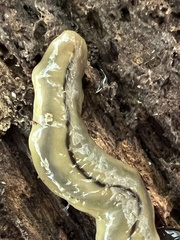 Bipalium pennsylvanicum