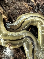 Bipalium pennsylvanicum