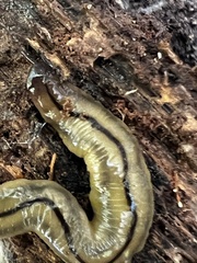 Bipalium pennsylvanicum