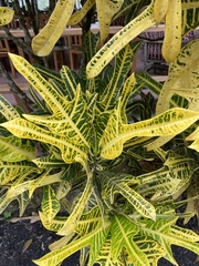 Codiaeum variegatum