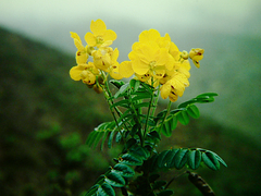 Senna paposana
