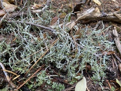 Cladonia ecmocyna