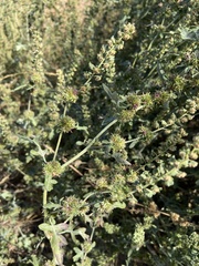 Ambrosia acanthicarpa