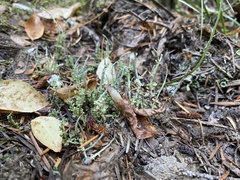 Cladonia ecmocyna