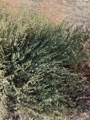 Ambrosia acanthicarpa