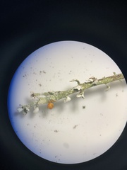 Cladonia ecmocyna