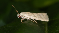 Earias paralella