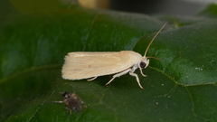 Earias chlorodes