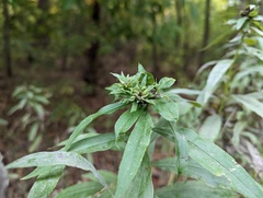 Procecidochares atra