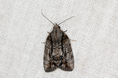 Etanna clopaea