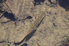 Rhinichthys obtusus