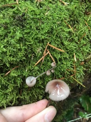 Mycena purpureofusca