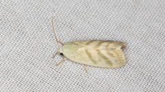 Earias paralella