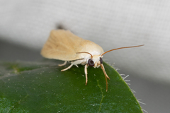Earias chlorodes