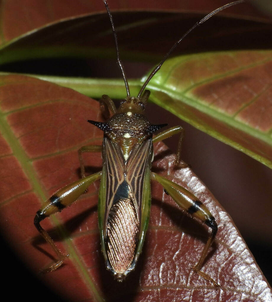 Himellastella conica