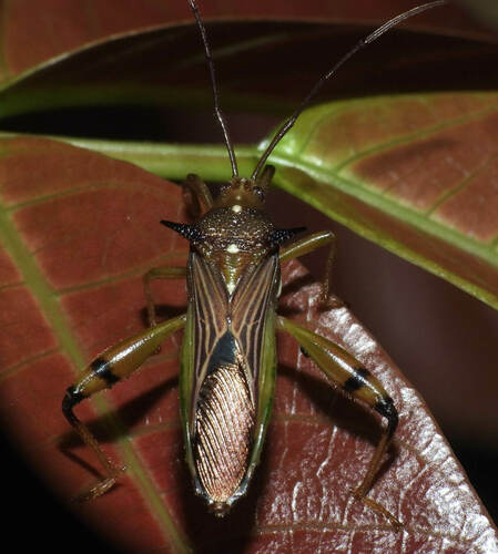 Himellastella conica