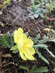 Oenothera laciniata