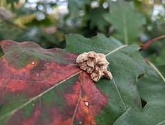 Callirhytis piperoides