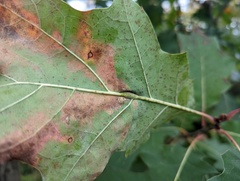 Callirhytis piperoides