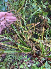 Scirpus microcarpus
