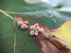 Callirhytis piperoides