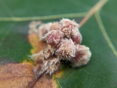 Callirhytis piperoides