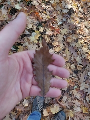 Quercus muehlenbergii