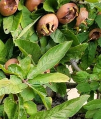 Crataegus germanica
