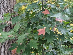 Callirhytis piperoides