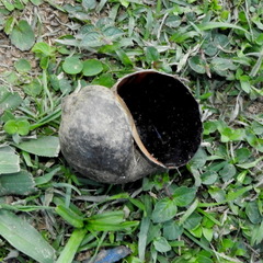Pomacea canaliculata