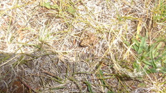 Pleurodema bufoninum