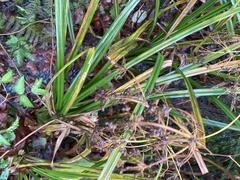 Scirpus microcarpus