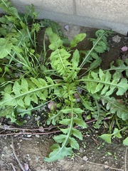 Sisymbrium irio