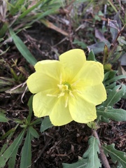 Oenothera laciniata