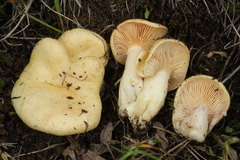 Lactarius salicis-reticulatae
