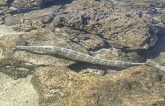 Aulostomus chinensis