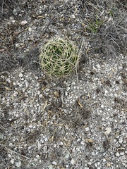 Gymnocalycium monvillei