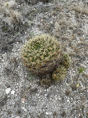 Gymnocalycium monvillei