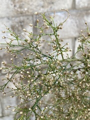 Erigeron canadensis